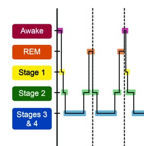 Graph of sleep stages across the night