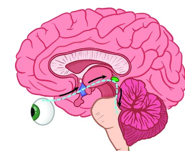 Diagram of brain showing SCN and pineal gland pathways