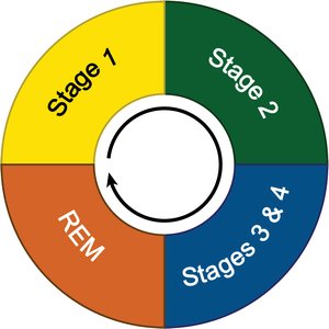 Diagram of sleep cycle stages