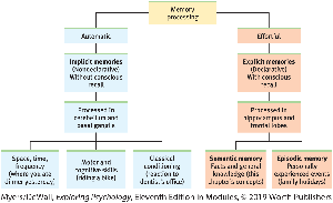 Diagram of automatic and effortful memory processing