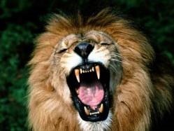 A lion roaring, symbolizing the fight-or-flight response to threat