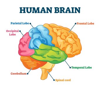 Diagram of the human brain with labeled lobes and structures