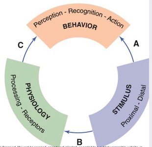 Cycle diagram showing stimulus, physiology, and behavior