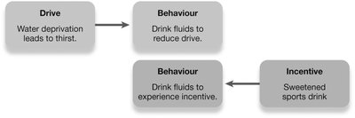 Drive and incentive model of motivation