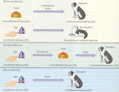 Classical conditioning diagram