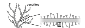 Dendritic spines on dendrites