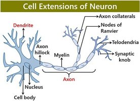 White and gray matter in the brain