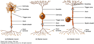 Multipolar, bipolar, and unipolar neurons