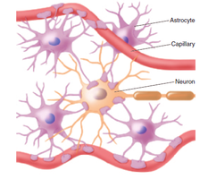 Astrocytes surrounding neurons and capillaries