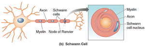 Schwann cells myelinating PNS axons
