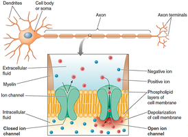 Neuron membrane with ion channels and pumps