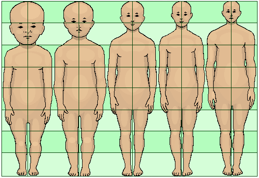 Human development: body and head proportions