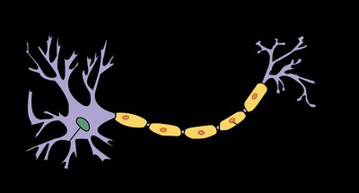 Neuron with myelination