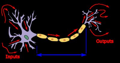 Neuron showing inputs and outputs