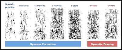 Synapse formation and pruning across ages