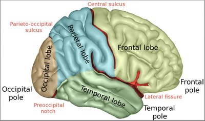 Brain lobes continued