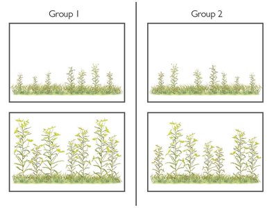 Drawings of two groups of plants illustrating environmental effects