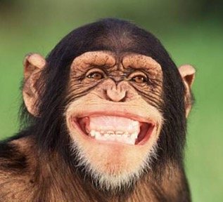 Primate showing facial expression