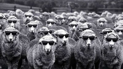 Sheep wearing sunglasses, representing conformity