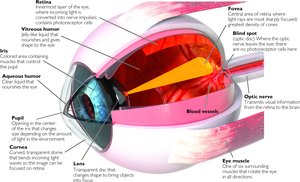 Anatomy of the eye including retina, fovea, optic nerve, and lens