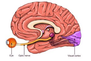 Diagram showing the optic nerve and blind spot in the eye