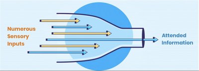 Bottleneck model of attention: numerous sensory inputs filtered to attended information