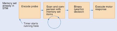 Stages of the Sternberg memory scanning task
