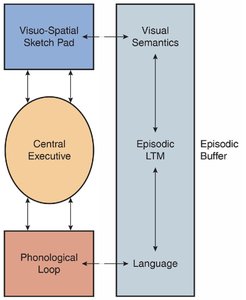 Baddeley and Hitch's working memory model