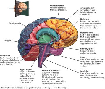 Major structures of the human brain