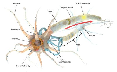 Structure of the neuron