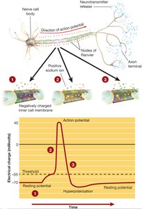 Action potential graph and ion movement