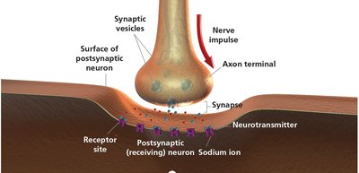 The synapse and neurotransmitter release