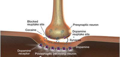 Dopamine reuptake and the effect of cocaine