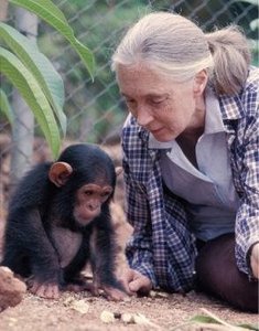 Researcher observing a chimpanzee in a natural setting