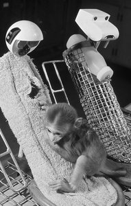 Harlow's monkey experiment: preference for cloth mother