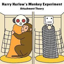 Diagram of Harlow's Monkey Experiment: monkey clings to cloth mother