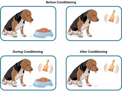Diagram of Pavlov's classical conditioning with dogs