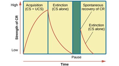Graph of acquisition, extinction, and spontaneous recovery in classical conditioning