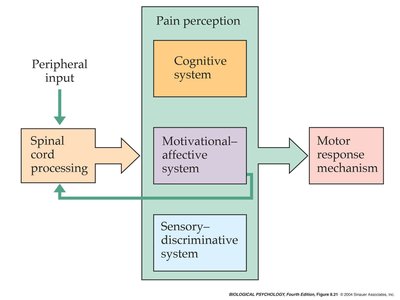 Diagram of pain perception systems