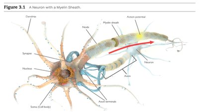 A neuron with a myelin sheath