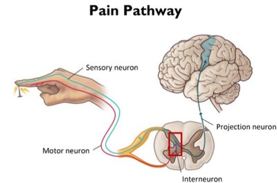 Pain pathway from sensory neuron to brain