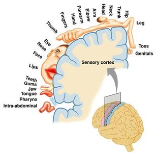 Somatosensory cortex and body map