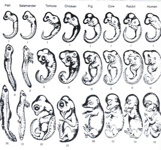 Comparative embryology of vertebrates