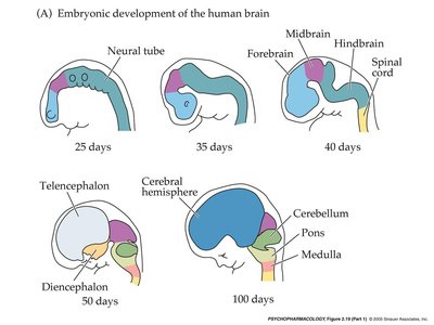 Embryonic development of the human brain