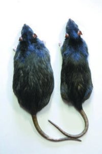 Obese laboratory rat, illustrating hypothalamic damage and satiety