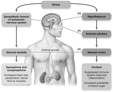 Diagram of immune system and stress