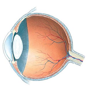 Diagram of the eye showing major structures