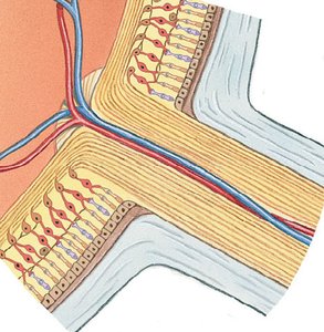 Diagram of retina showing rods, cones, bipolar and ganglion cells