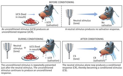 Diagram of classical conditioning with dog, food, and bell