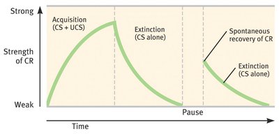 Graph showing acquisition, extinction, and spontaneous recovery in classical conditioning